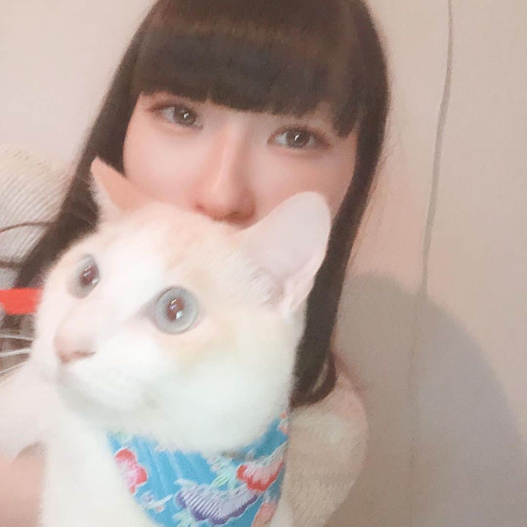 ピンキー！☆藤咲彩音さんのインスタグラム写真 - (ピンキー！☆藤咲彩音Instagram)「久しぶり愛猫カナルに会えた。沖縄土産でお洋服をプレゼント。 カナルの目の色に合わせて選んだんだけど、似合っててニッコニコ🥰会いたかったぞーーーーーーー！！！！！！！でもすぐ仕事行ったから少ししか会えなかった。ちくしょーーーー！！」11月11日 18時27分 - pinky_ayane