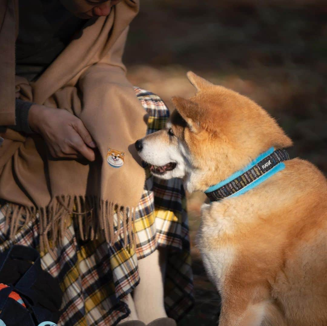 まる（まるたろう）さんのインスタグラム写真 - (まる（まるたろう）Instagram)「It’s been getting cold lately.✨🐶👩🏻✨だんだん寒くなってきたよね〜 #ママに貸してもらったの😊 #ぬくぬくだにゃ〜 #まる印のぬくぬくショール」11月11日 18時39分 - marutaro