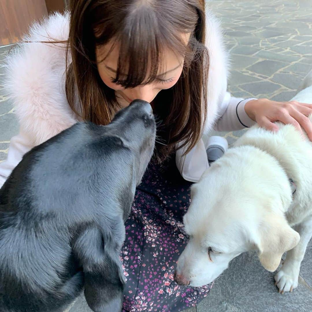 高沢奈苗さんのインスタグラム写真 - (高沢奈苗Instagram)「. イーグルポイントの看板犬🐶 . イーグルとバーディー💛 人懐っこくてお利口さんで可愛くて癒される〜💛💚💛 . 2代目イーグルちゃん初めまして🙃💕 . . . #イーグルポイントゴルフクラブ #イーグルとバーディー #看板犬 #わんこだいすき #かわいい」11月11日 18時36分 - nanaetakasawa