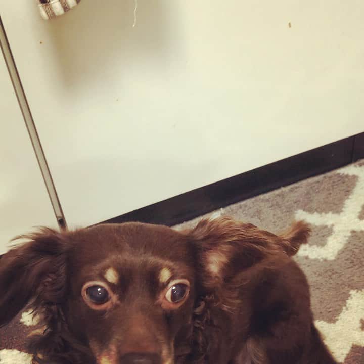 山口祥行のインスタグラム：「ダンベル‼️美味ちー！可愛いー！ #いぬすた」