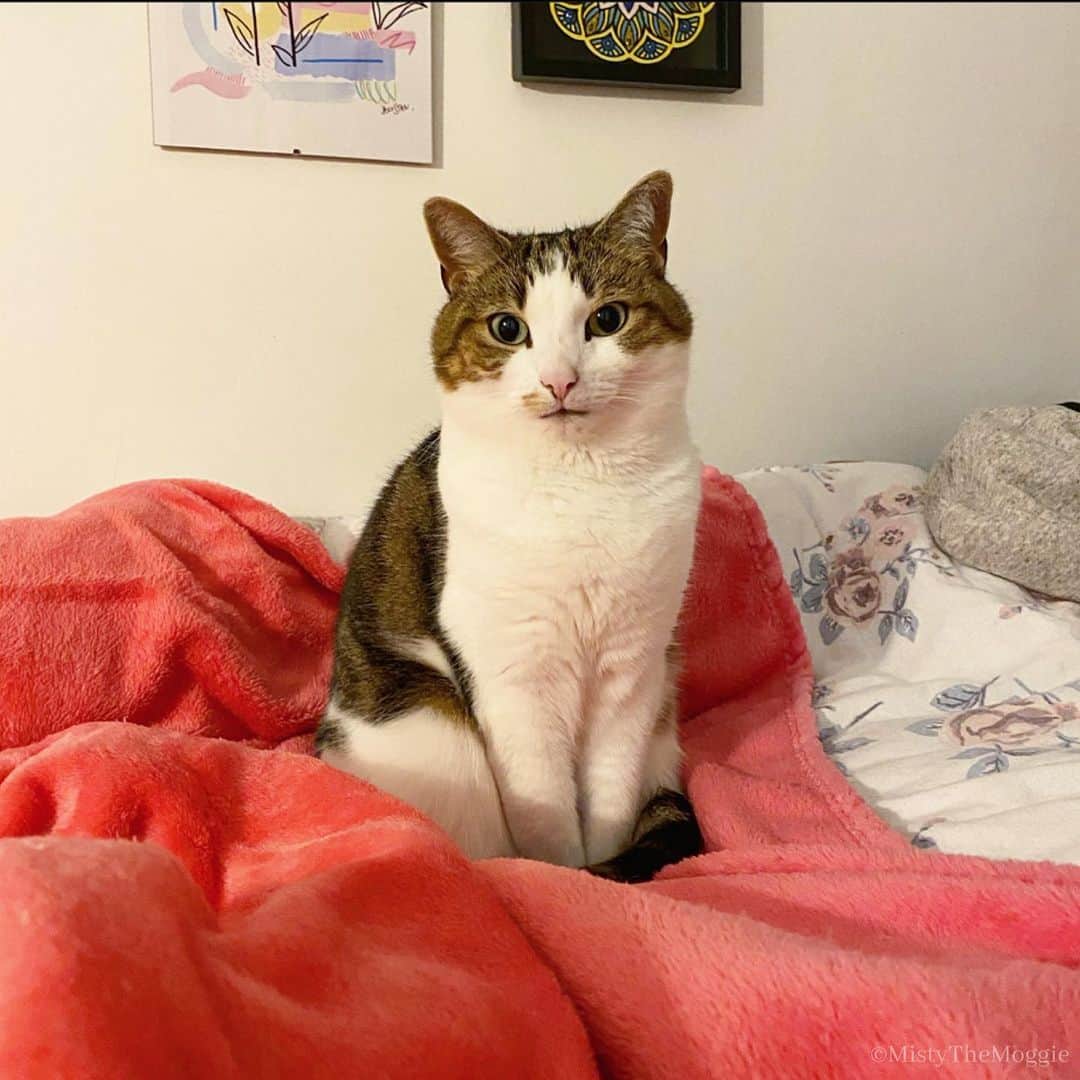 Misty The Moggieのインスタグラム：「Not impressed by you」