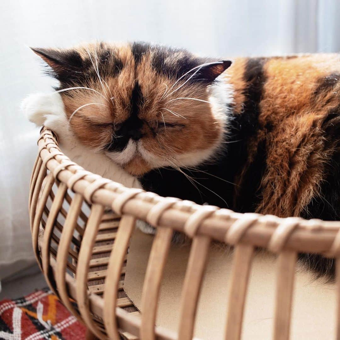 清水桜子さんのインスタグラム写真 - (清水桜子Instagram)「見た瞬間、めめのためのベッドとしか思えなかったオルネさんのバンブースタンドトレー。 ここで寝てるの眺めるだけで、幸せな気分になるの何故？  #カゴ猫めめさん」11月11日 19時44分 - sakuracos