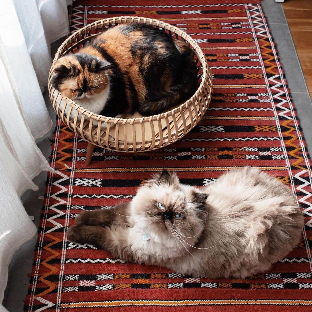 清水桜子さんのインスタグラム写真 - (清水桜子Instagram)「見た瞬間、めめのためのベッドとしか思えなかったオルネさんのバンブースタンドトレー。 ここで寝てるの眺めるだけで、幸せな気分になるの何故？  #カゴ猫めめさん」11月11日 19時44分 - sakuracos