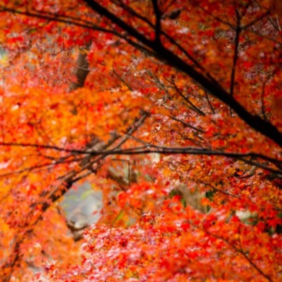 ザ・ヒルトップテラス奈良のグルメインスタ