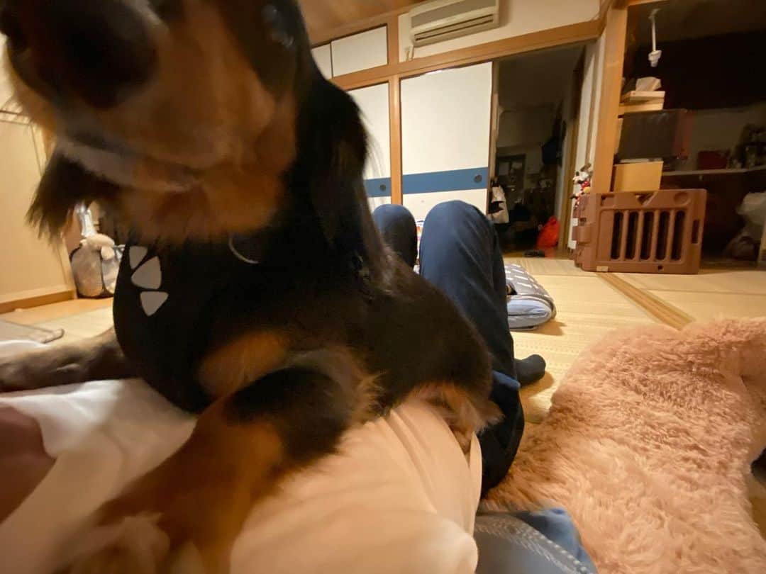 すしらーめん《りく》さんのインスタグラム写真 - (すしらーめん《りく》Instagram)「近すぎ君 #いぬすたぐらむ #dog」11月11日 20時14分 - sushi_riku