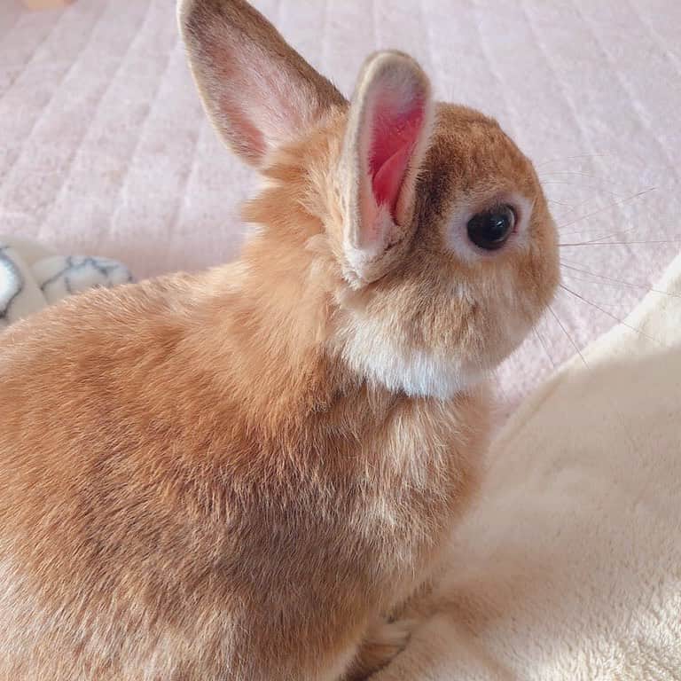 ラン?さんのインスタグラム写真 - (ラン?Instagram)「11月11日は #立ち耳うさぎの日  お耳ぴーん🐰 ☆ 今日は、ポッキーの日だったり、ベースの日だったり、、、私の好きなモノの日ですわ😊笑 ☆ #うさぎ #ネザーランドドワーフ #rabbit #bunny #bunnystagram  #rabbitstagram  #cute  #かわいい #ふわもこ部  #もふもふ  #zip写真部  #アニマル写真部 #instagramjapan #netherlanddwarf #うさぎと暮らす  #うさぎのいる暮らし #癒し #kawaii #ランちゃん  2019.11.11」11月11日 20時23分 - mofumofuusako