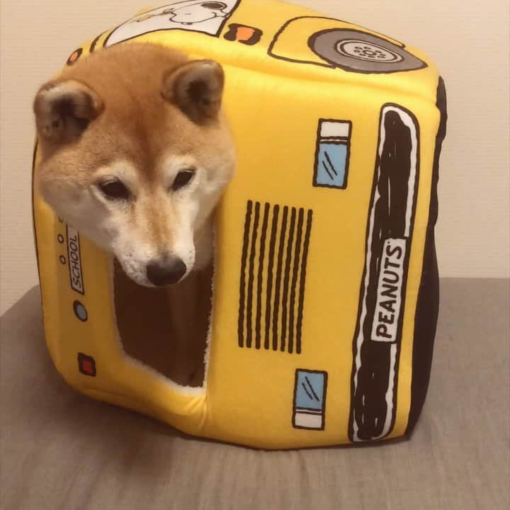 マロたんのインスタグラム：「The bus rolled over. 横転事故…ケガ犬なし！ セールで¥2000のバス、柔らか仕様 #shiba #shibainu #weeklyfluff」