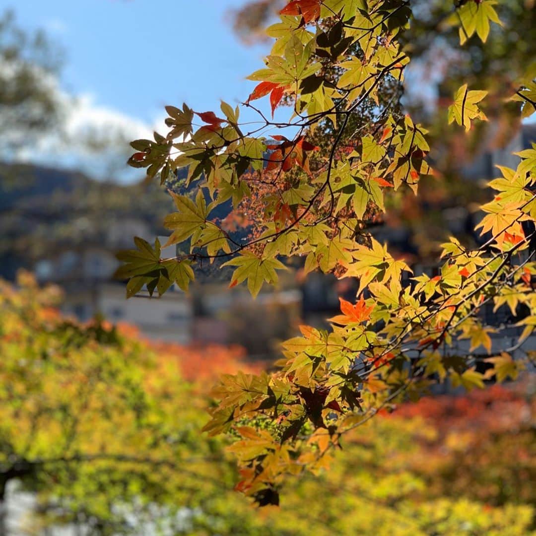 村上奈菜さんのインスタグラム写真 - (村上奈菜Instagram)「紅葉してた🍁😆 今年は秋を感じれてる気がする☺️ #autumn #紅葉 #秋晴れ #もみじ」11月11日 20時57分 - murakami__nana