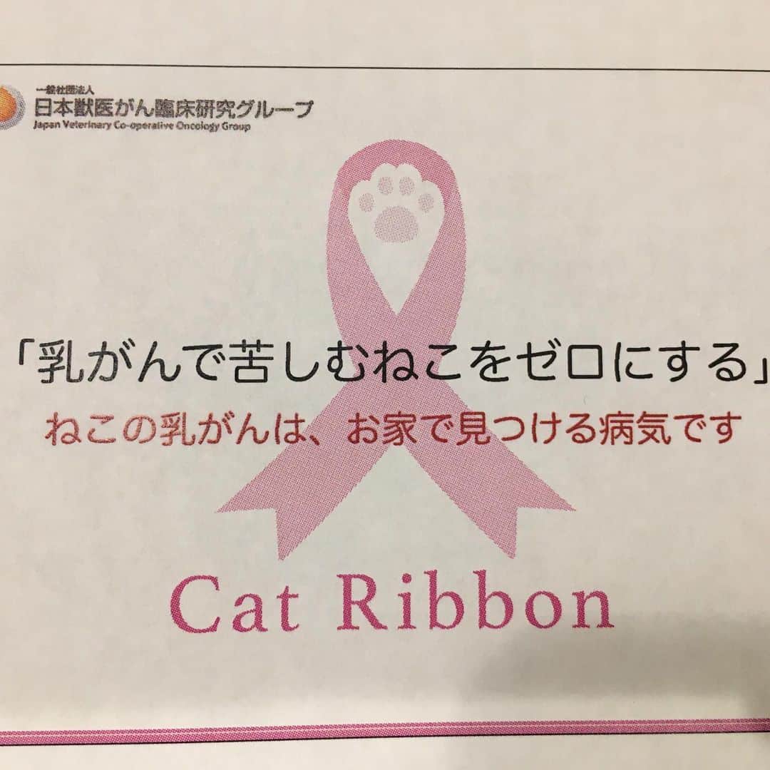 こま♔そらさんのインスタグラム写真 - (こま♔そらInstagram)「こま koma🐾  2019.11.11 . §乳がんで苦しむ猫をゼロにする§「キャットリボン運動」のチャリティーミーティングに参加してきました。 . 猫の乳がんは、しこりが2cm以下のうちに見つけることが大切だそうです。 . 月に１回 、日頃のスキンシップに加えて マッサージ🙌でセルフチェックを心がけたいと思います。. . 詳しいマッサージ方法などは  https://catribbon.jp/ . . こまが手に乗せてるピンバッジ、 キャットリボン運動のチャリティグッズです🎀 長さが2cmでセルフチェックの目安になるデザインです。 . . #キャットリボン #catribbon #ライオンペット #アンチノール #ねこまも #ねこのきもち #乳がん #スコティッシュフォールド #scottishfold#neko#cute#cat#ねこ#猫 #ネコ#meow  #cats #kitty  #もふもふ #kawaii #adorable #fllufycat #bestmeow」11月11日 21時07分 - koma_sora