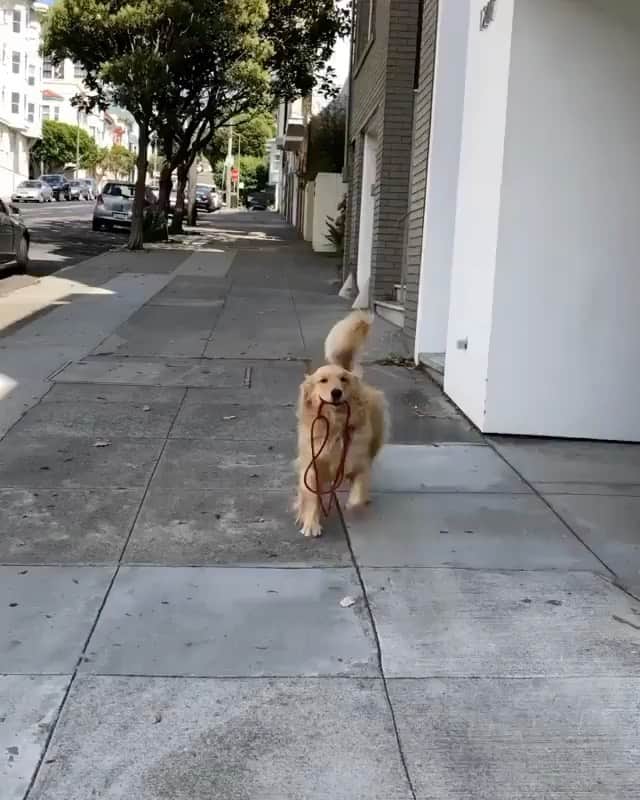 The Critter Havenのインスタグラム：「Good job baby! Video by @torythegolden  #TheCritterHaven」