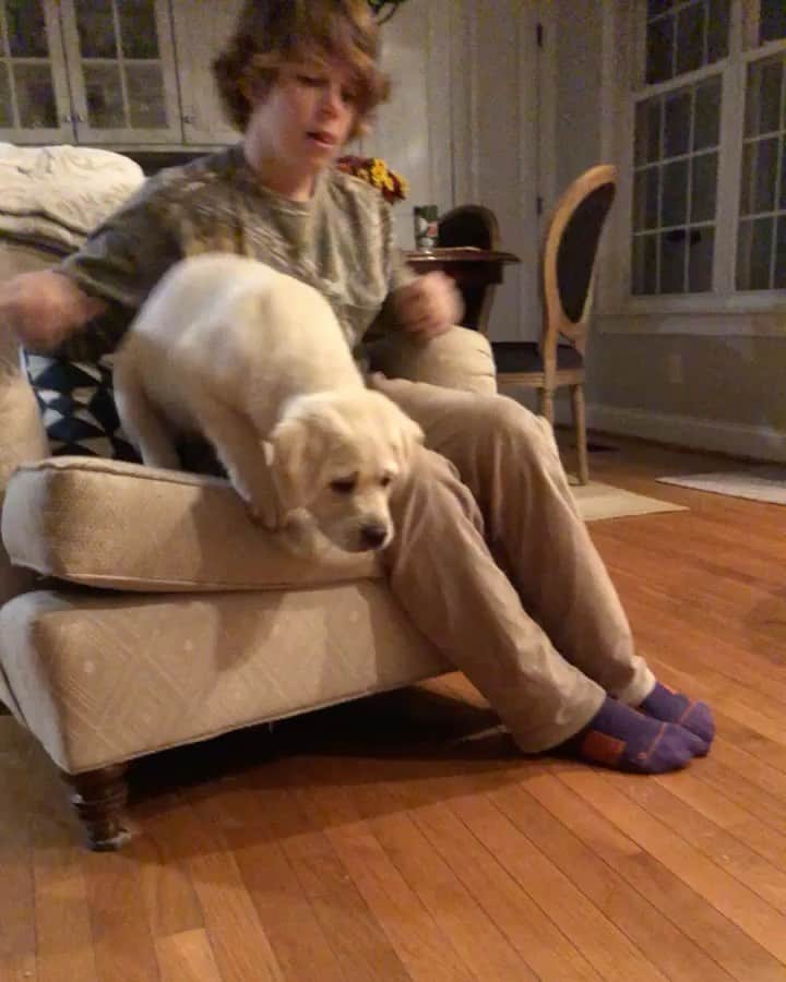 Huckのインスタグラム：「George jumping right into this week... 🤣 . . . . . . #nopuppiesharmedinthevideo #onlylethimdoitonce #talesofalab #yellowlab #talesofalabpuppy  #labradorretriever #fab_labs_ #thelablove_feature #labrador_class #thelablove #puppygram #yellowlabsofinstagram #labsofinstagram #labphotooftheday #yellowlaboftheday #georgeofthejungle #littlemaniswild #unclehuck」