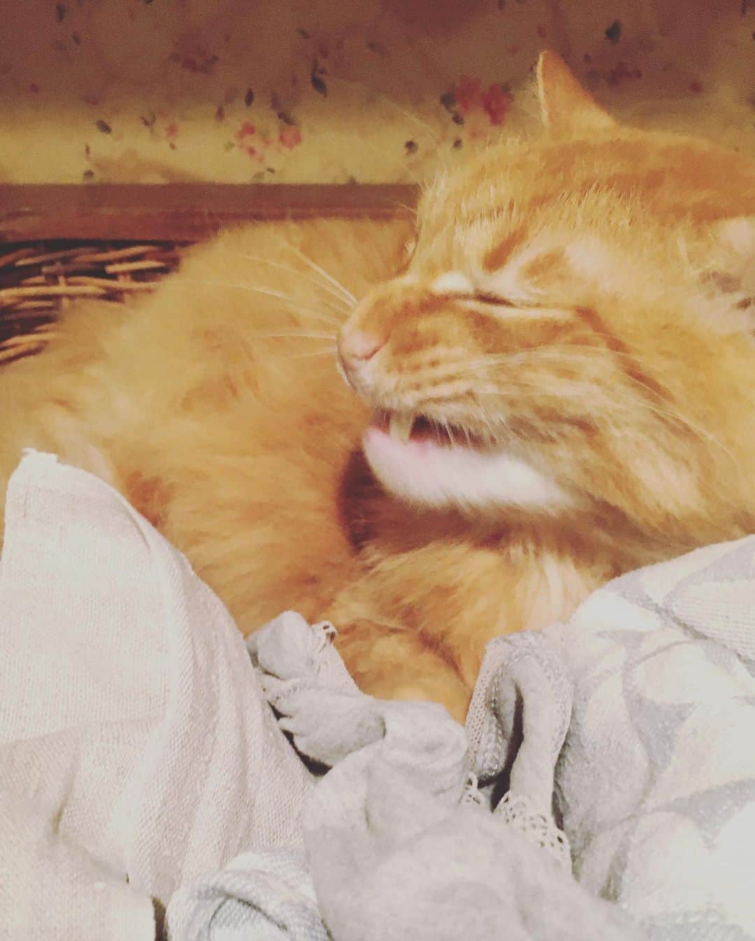 猫沢エミさんのインスタグラム写真 - (猫沢エミInstagram)「イオちゃんが幸せそうに眠っている。おなかいっぱいになって、ぐっすり眠っている。私は幸せで胸がいっぱいになる。  幸せの循環とは、なんとシンプルで美しいかたちをしているのだろう。  大好きな洗濯物カゴのなかで眠っている坊のかわいい寝顔も撮ろうとしたら、あくびのタイミングでハウメニーいい顔に😂  おやすみ、いい子たち。  パワーチャージ完了(*✧×✧*) ママはあんたたちのために狩り（仕事）をしてきます。  #猫沢イオ　#ユピ坊　#猫沢組」11月11日 23時37分 - necozawaemi