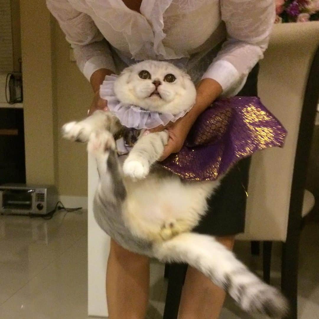 Haruのインスタグラム：「me trying to enjoy this Loykratong festival. And happy as usual. 🎇 #haruthecat #โจงกระเบนกระเจิงแล้วเจ้าค่ะคุณหลวง #น้องคงไม่ได้ลอย」