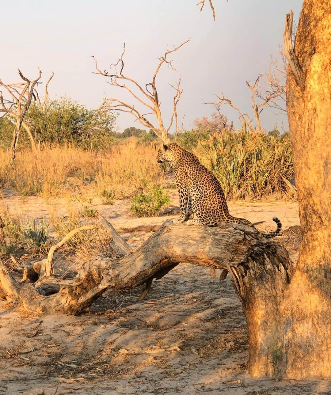 マリア・シャラポワさんのインスタグラム写真 - (マリア・シャラポワInstagram)「We made our way to #LittleMombo at Okavango Delta. Tracked a leopard 🐆 within an hour of our first evening drive and followed him until it became too dark. ( incredible!!) Buffalos 🐃’s ✔️. An elephant 🐘that was clearly a little excited and ready to mate 😅. Notice I turned off the video once he looked directly to us. 😱. The zebras 🦓 in the water, I couldn’t take my eyes off! The Rhino was a b.e.a.s.t!! Why didn’t someone tell me I had to do a safari sooner?! 🦒🦛」11月11日 23時45分 - mariasharapova