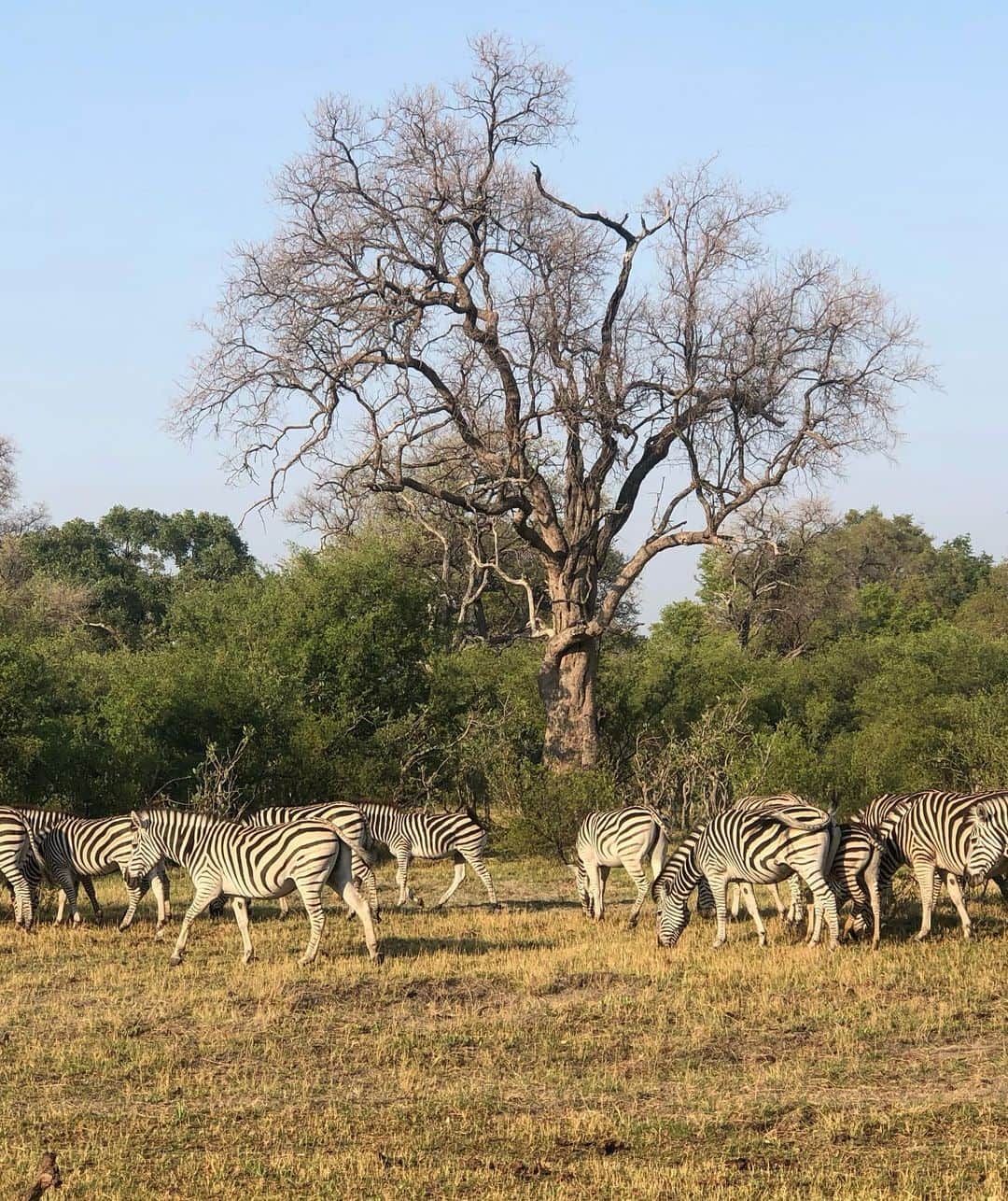 マリア・シャラポワさんのインスタグラム写真 - (マリア・シャラポワInstagram)「We made our way to #LittleMombo at Okavango Delta. Tracked a leopard 🐆 within an hour of our first evening drive and followed him until it became too dark. ( incredible!!) Buffalos 🐃’s ✔️. An elephant 🐘that was clearly a little excited and ready to mate 😅. Notice I turned off the video once he looked directly to us. 😱. The zebras 🦓 in the water, I couldn’t take my eyes off! The Rhino was a b.e.a.s.t!! Why didn’t someone tell me I had to do a safari sooner?! 🦒🦛」11月11日 23時45分 - mariasharapova