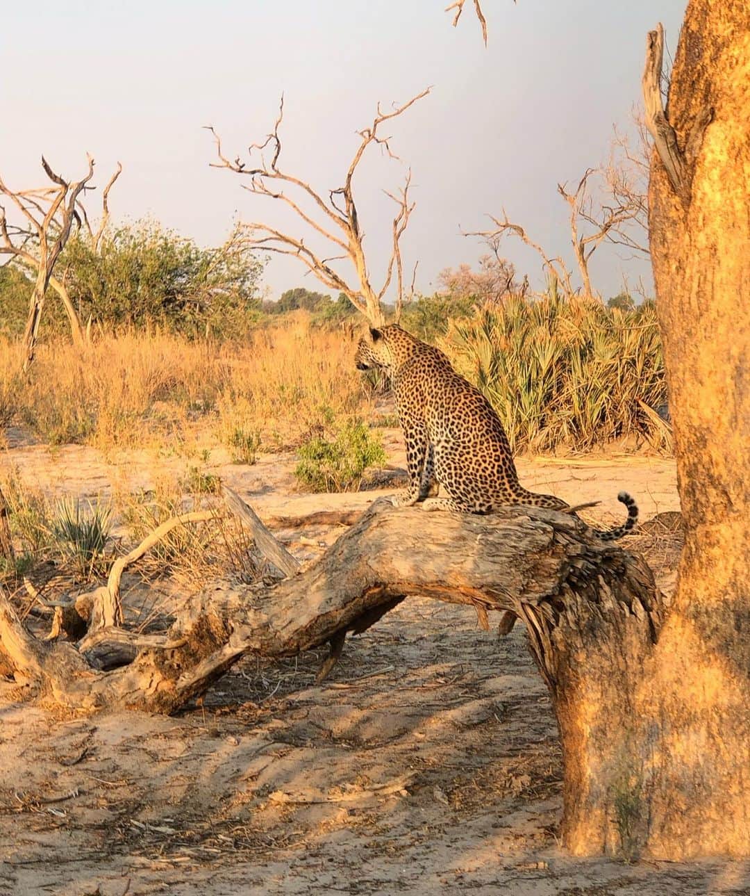 マリア・シャラポワのインスタグラム：「We made our way to #LittleMombo at Okavango Delta. Tracked a leopard 🐆 within an hour of our first evening drive and followed him until it became too dark. ( incredible!!) Buffalos 🐃’s ✔️. An elephant 🐘that was clearly a little excited and ready to mate 😅. Notice I turned off the video once he looked directly to us. 😱. The zebras 🦓 in the water, I couldn’t take my eyes off! The Rhino was a b.e.a.s.t!! Why didn’t someone tell me I had to do a safari sooner?! 🦒🦛」