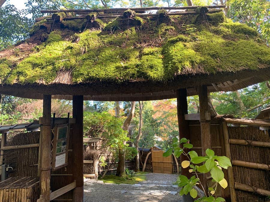 伊藤友季子さんのインスタグラム写真 - (伊藤友季子Instagram)「ー𝑲𝒚𝒐𝒕𝒐🍁 A little weekend trip to this beautiful city. ほんのり色づきはじめた京都の紅葉。 あっという間の時間でしたが 綺麗な空気をたくさん吸って 美味しいご飯と自然の景色に癒されて 良いエネルギーを充電できました。 地元の方におすすめされて初めて訪れた祇王寺は 一歩足を踏み入れた瞬間 静寂に包まれた別世界… 神秘的な空気と苔庭が この世のものとは思えぬ美しさでした🌱 まだまだ奥が深い京都。 何回訪れても新たな発見がある 大好きな街です。 . –––––––––––––––––––––––––––––––––––––———— #kyoto #japan #trip #京都 #嵐山 #渡月橋 #嵯峨野 #祇王寺 #小旅行 #秋旅 #週末旅行 #京都観光 #京都紅葉」11月11日 23時55分 - yukiko_xx