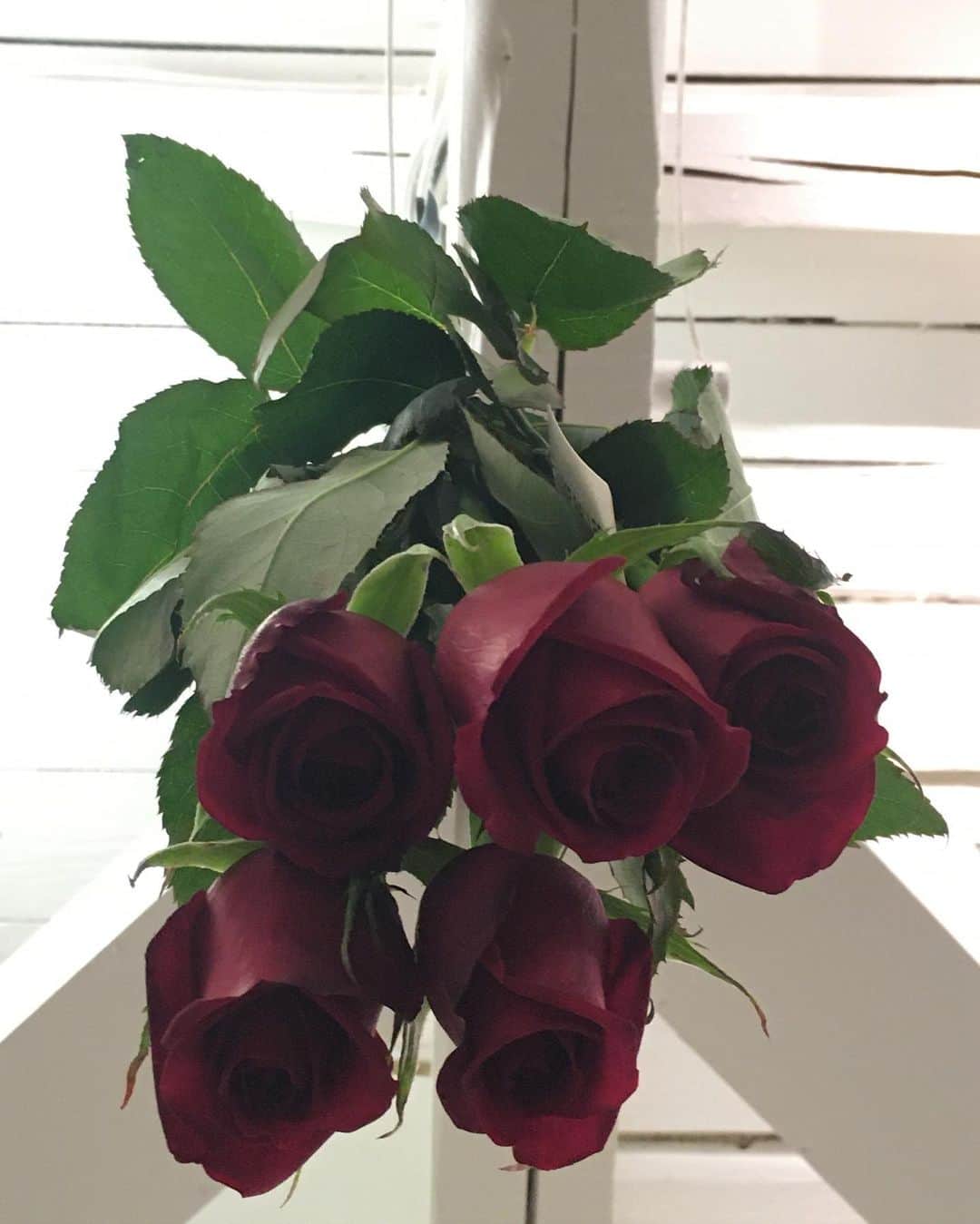福山理子さんのインスタグラム写真 - (福山理子Instagram)「みなさんからの薔薇🌹ありがとございます。 あまりに綺麗だから ドライフラワー にしてみよう。綺麗にできるかな？ #薔薇 #rosegallery #薔薇🌹大好き」11月11日 23時58分 - rikofukuyama