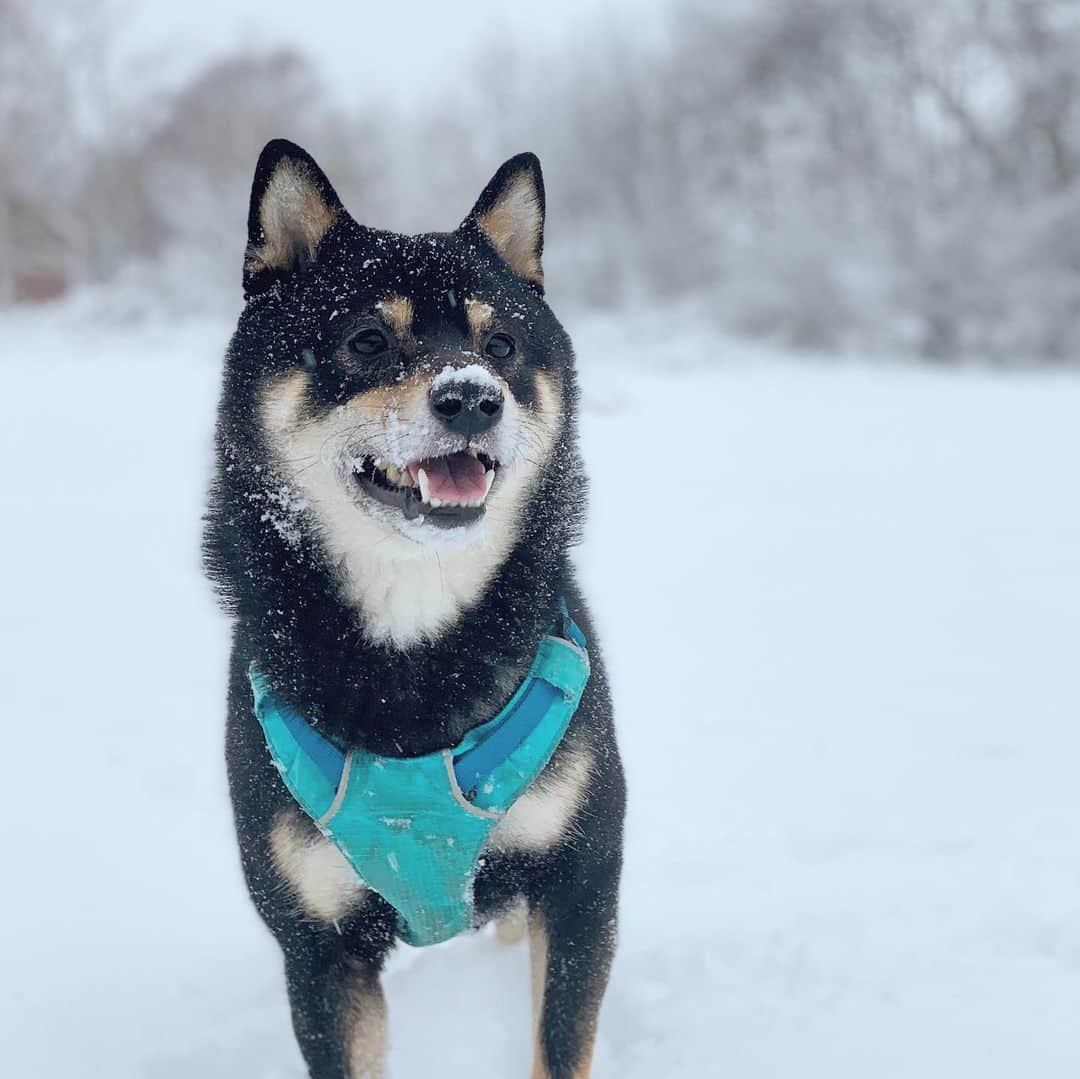 ?Fricko the Shiba Inu?のインスタグラム：「Keep warm hoomans!!😘😘 🐾 🐾 #Keaton #🐶 #shiba #shibainu #dog #柴犬 #黒柴 #子犬 #shibalovers #shibaholics #dogoftheday #dogslife #weeklyfluff  #dogstagram  #dogscorner #shibapuppy #puppiesofinstagram」