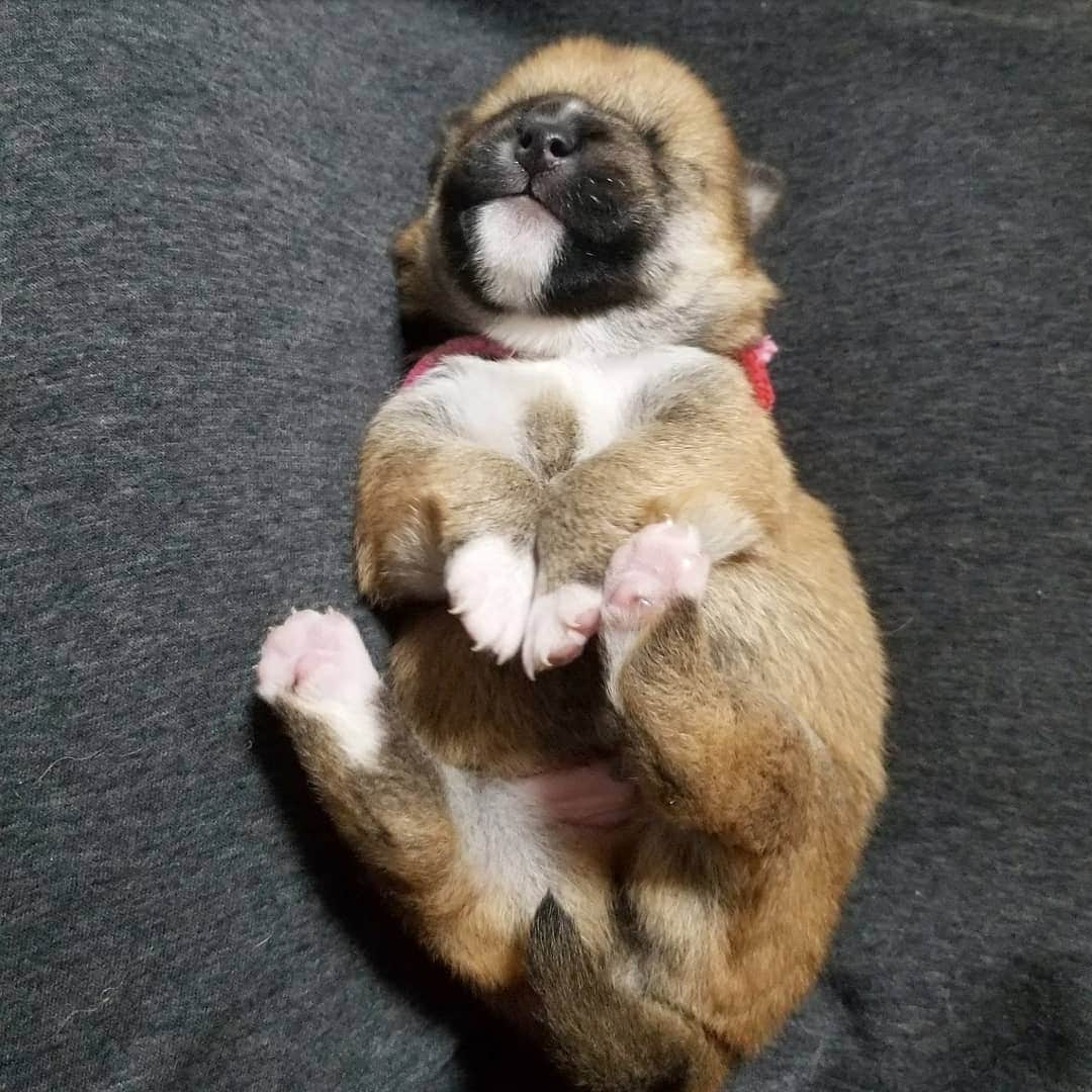 柴犬たま Shibainu Tamaのインスタグラム