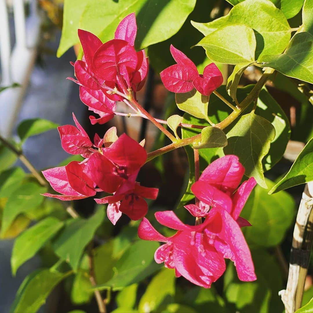 高岡早紀 さんのインスタグラム写真 - (高岡早紀 Instagram)「ウチのブーゲンビリアの花、まだまだ咲こうとしてる。 強い生命力を感じ、嬉しくなった朝。。 #ブーゲンビリア　#生命力　#早紀おウチガーデニング」11月12日 10時57分 - saki_takaoka