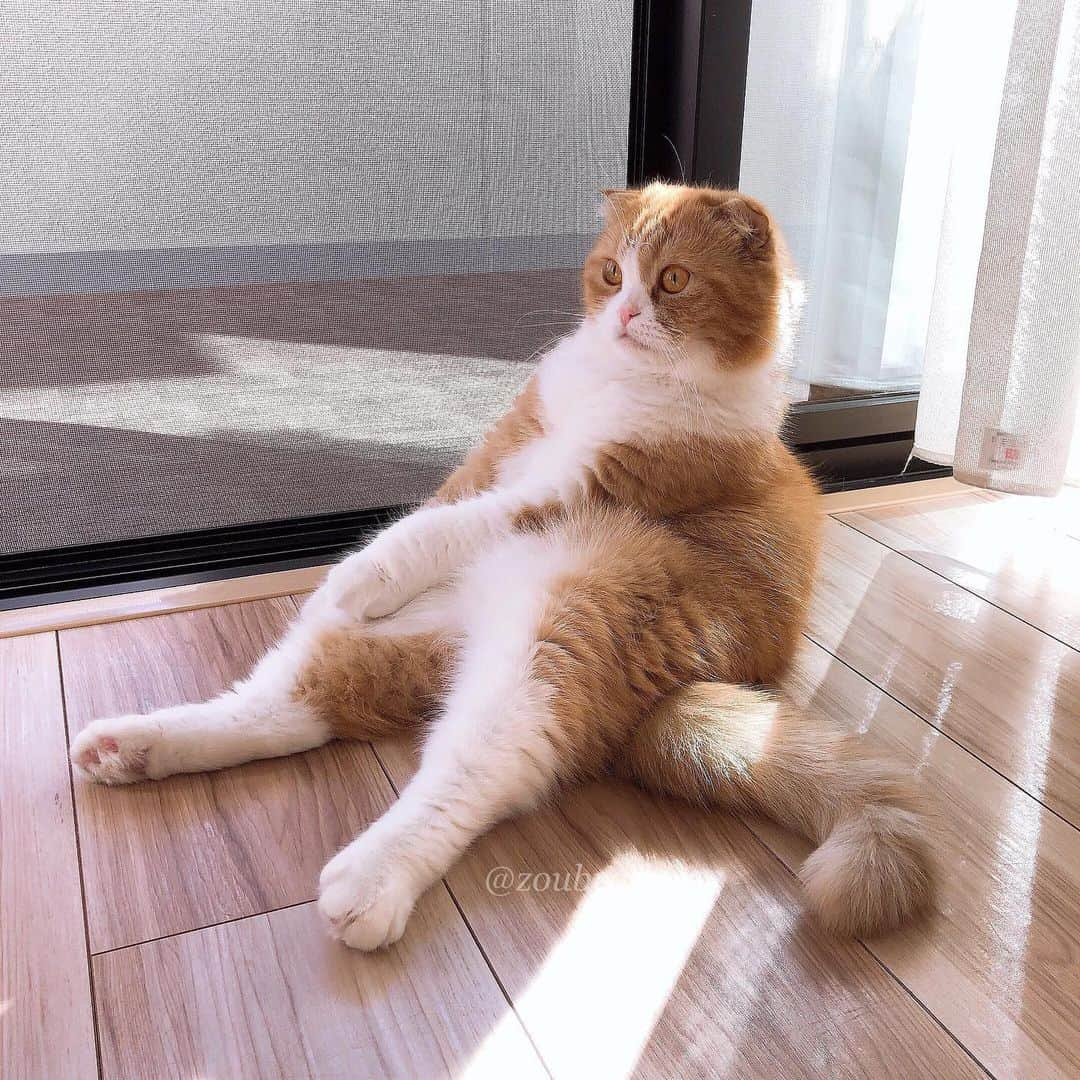 bunny & 2 catsさんのインスタグラム写真 - (bunny & 2 catsInstagram)「It's nice weather.Good morning🐱🧡. just sitting😅🧡 _ Enzou🐱 _ 🐾座っているだけです😅 🐾写真のポストにしようと思ったのですが動画もおまけ #スコ座り _ #ねこ#猫#子供#スコティッシュフォールド#scottishfold#cats#cute#amazing#funny#cute#ねこのきもち」11月12日 10時57分 - zoubrothers