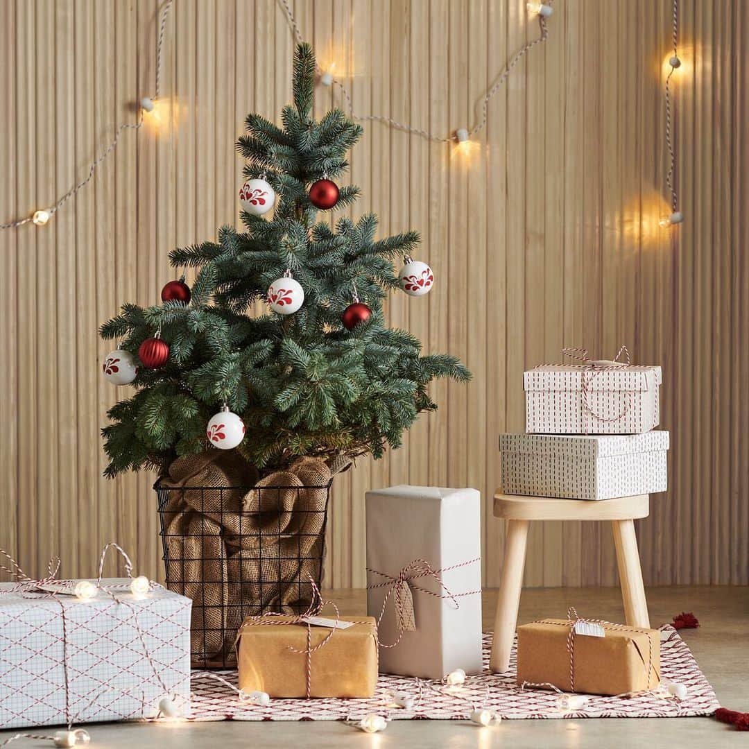 IKEA JAPANさんのインスタグラム写真 - (IKEA JAPANInstagram)「イケアでクリスマスを楽しもう！﻿ 今年も、11/21より全国のイケアストアで、本物のモミの木の販売を開始します。﻿ 生木ならではの、部屋中に広がる優しい香りをお楽しみください🎄﻿ ﻿ また、11/23-11/24と11/30-12/1の週末、イケアストアにクリスマスマーケットが登場🎅﻿ クリスマスフードやサンタクロースと記念撮影できるフォトブースなど、クリスマスムードが楽しめるアクティビティがいっぱい✨ ﻿ ﻿ モミの木販売情報や、クリスマスマーケットの詳細は、お近くのストアホームページでご確認ください。 ﻿ #IKEA #イケア #ikeajapan #Christmas #ChristmasMarket #XmasMarket #event #Xmas #holiday #winter #クリスマス #ホリデー #クリスマスマーケット」11月12日 11時00分 - ikeajapan