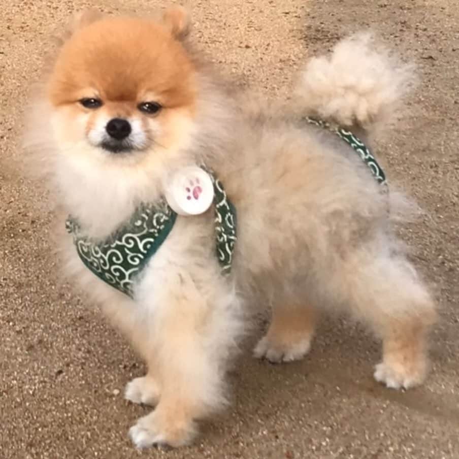 RIO POMEのインスタグラム：「相変わらずこんな顔のお散歩🐶  相変わらずだれかさん限定😑  リオの三大不思議のひとつ🙄  #ポメラニアン #pomeranian  #犬 #dog #dogstagram#doglover #愛犬 #わんこ #ポメラニアン大好き #ポメラニアンが世界一可愛い #pom #ぽめらにあん #ポメ#pomeraniansofinstagram  #pomeranianlove #ふわもこ部 #いぬバカ部 #癒しわんこ#instapic#pomstagram #puppy #dogsofinstagram #cute#cutedog#あいかわらずのパパ散歩#なにが気に入らないのか」