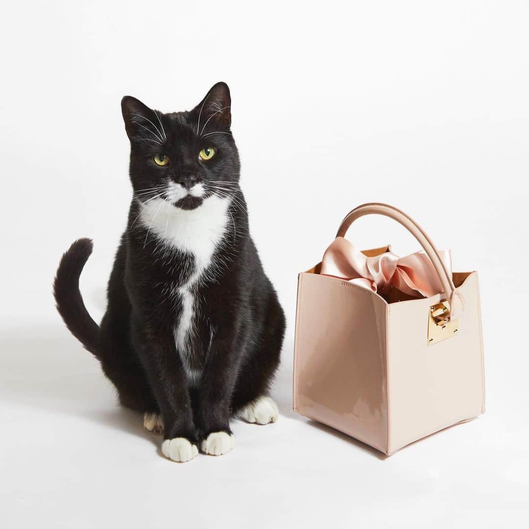 Sophie Hulmeのインスタグラム：「Both adorable - kitty and the patent Albion Cube #singlesday」