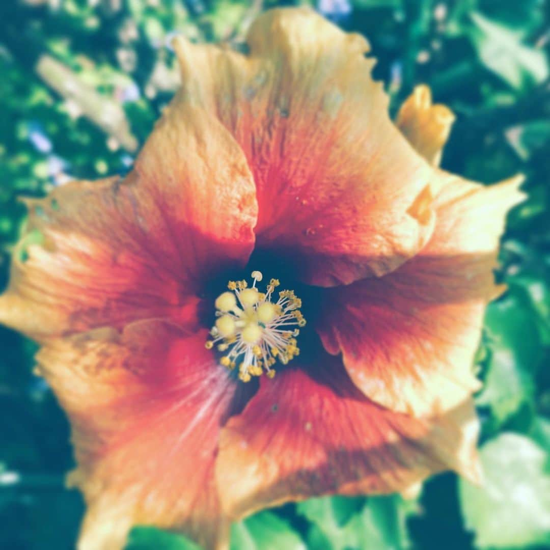 中野敬久さんのインスタグラム写真 - (中野敬久Instagram)「#flower #flowersoflife #orange #feel #free」11月12日 7時12分 - hirohisanakano