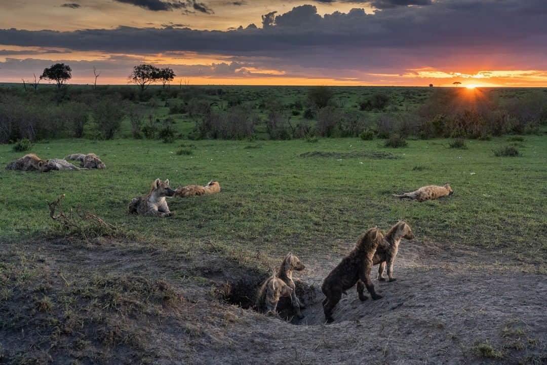 のインスタグラム：「Photo by Charlie Hamilton James @chamiltonjames | // Supported by Nat Geo Society/Wyss Campaign for Nature committed to protecting 30% of the planet by 2030. // Spotted hyena pups emerge from their den at sunset on the plains of Kenya's Maasai Mara as their clan rests. The pups are just a few weeks old, but already venturing out of the den to mix with the older hyenas, establish bonds, and confirm hierarchy. Hyenas live in matriarchal clans, and even young pups can be dominant over adult members of the clan, especially male members, which tend to rank low in the pecking order. #campaignfornature」