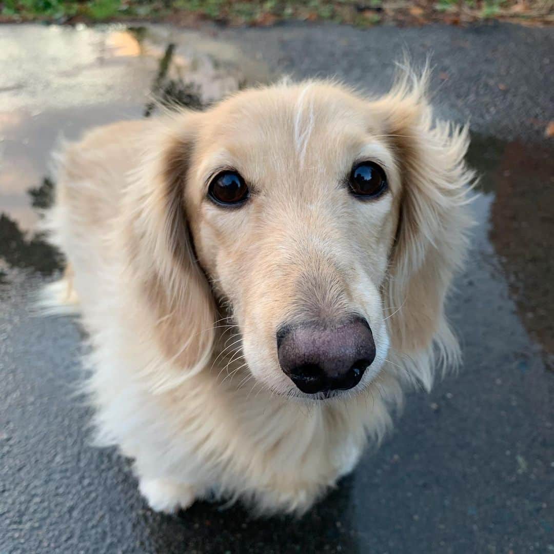 ハッチ＆ニコのインスタグラム：「Good morning ☀️ 朝焼けおはようございます  #カメラ嫌い同好会 #pecoいぬ部 #犬の生活が第一 #癒しわんこ #dachshund #犬バカ部 #短足部 #ふわもこ部 #tokyocameraclub #東京カメラ部」
