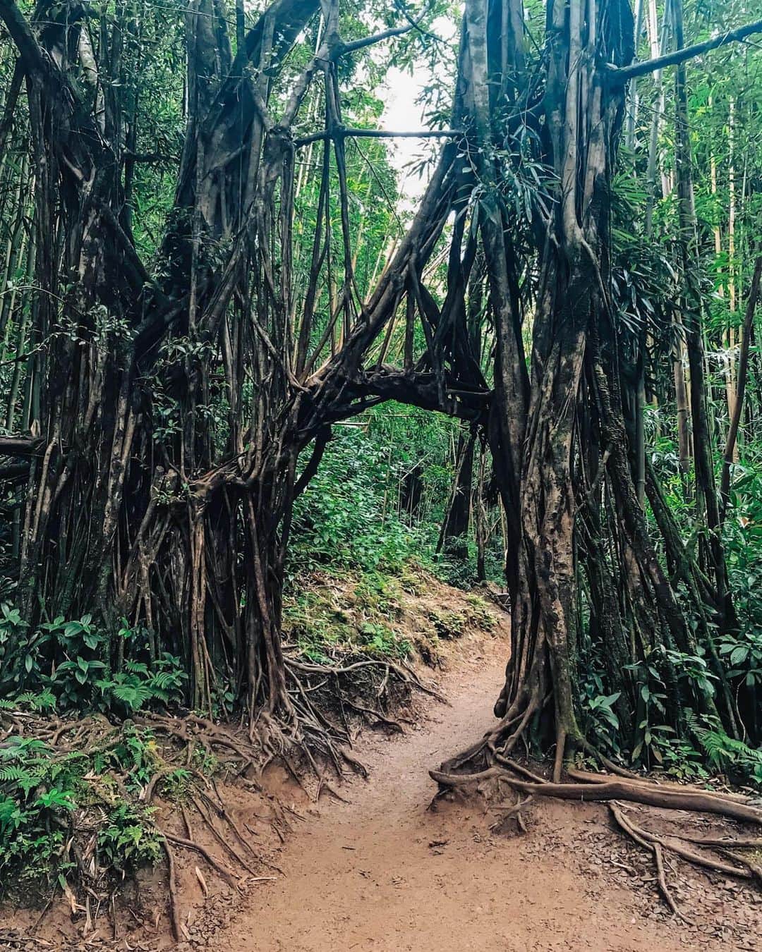 ハワイアン航空さんのインスタグラム写真 - (ハワイアン航空Instagram)「ワイキキからすぐ行けて、映画ジュラシックパークの舞台にもなった#マノアフォールズ へ行ったことがありますか？片道一時間もかからない、マノアの滝を目指して行く登山道です。ジャングルの森の中をしばらく進むと途中、バニアンツリーのトンネルが出迎えてくれます。これを越えると急斜面になりやがて滝が流れ落ちる音が聞こえてきますよ！ #TravelTuesday」11月12日 7時58分 - hawaiianairlinesjp