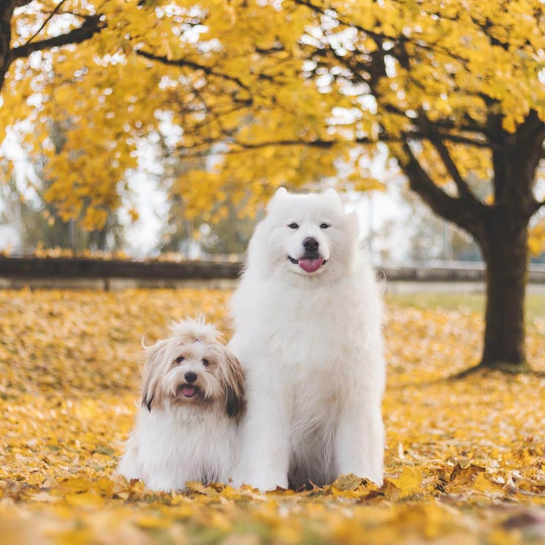 Loki the Corgiさんのインスタグラム写真 - (Loki the CorgiInstagram)「Momo: look at the pretty leaves Bear: fall is overrated i want snow - Our 2020 calendars start shipping out tomorrow (woot woot)! Today is the LAST DAY to use the pre-order discount (30% off) - use the code INSTAGRAM at checkout! www.lokiandfriends.com/calendar (link in bio) 🙂」11月12日 9時35分 - lokistagram