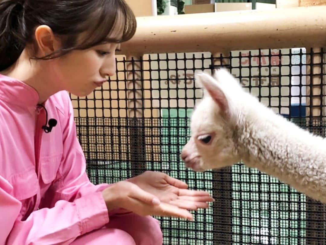 團遥香さんのインスタグラム写真 - (團遥香Instagram)「今週は東武動物公園から中継っ #アルパカの赤ちゃん をお伝えしましたっ📸 癒されました〜🧡 来週も頑張ります！」11月12日 10時05分 - haruka_dan_official