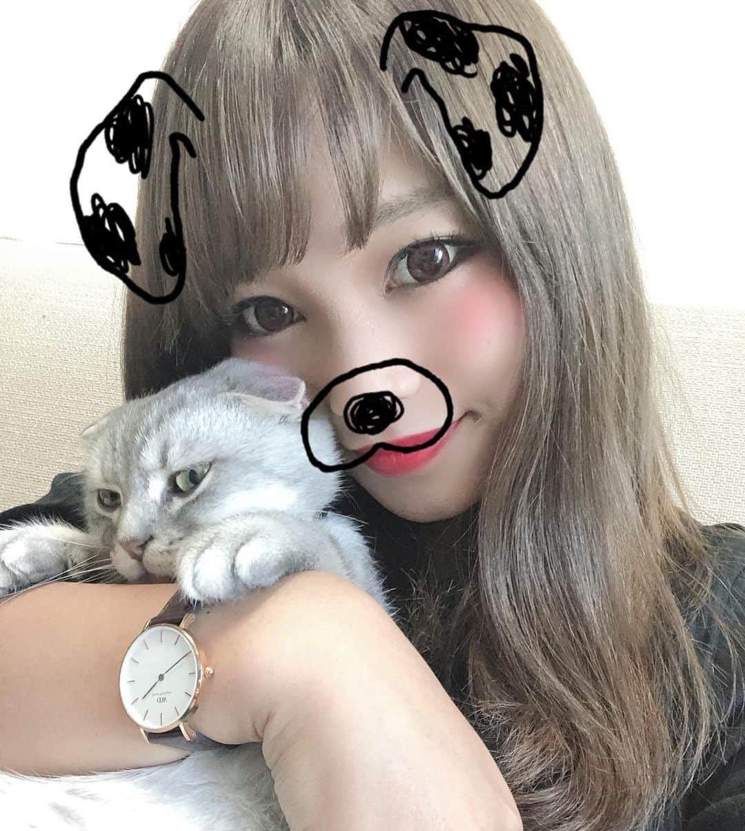R!Nのインスタグラム：「My treasure 🐱  #スコティッシュフォールド #猫 #家族 #treasure #pet #cat」
