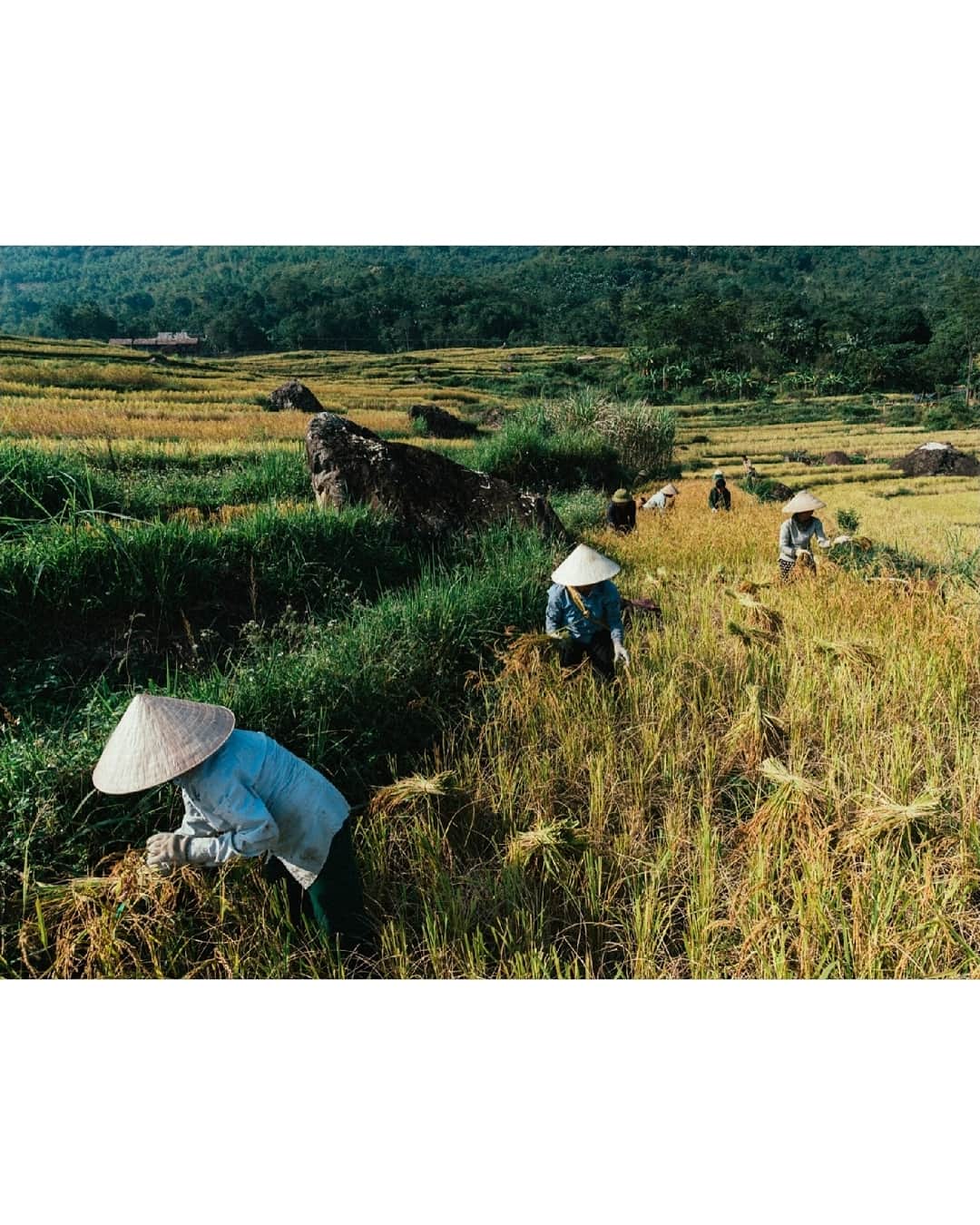 VuTheara Khamさんのインスタグラム写真 - (VuTheara KhamInstagram)「Mai Chau / Pu Luong, Vietnam, 2019 🇻🇳 . It's a selection of pictures taken last week in Mai Chau & Pu Luong, daily life in the villages with ethnic minorities "White Thai', workers, farmers, womens... Last days, I'm not often connected because I'm always outside and I prefer to see all my pictures when I'll be in Paris the 14th November. New series of images of Vietnam and Cambodia will be coming soon... I hope you'll like it. . @cfavoyages #cfavoyages」11月12日 19時59分 - vutheara