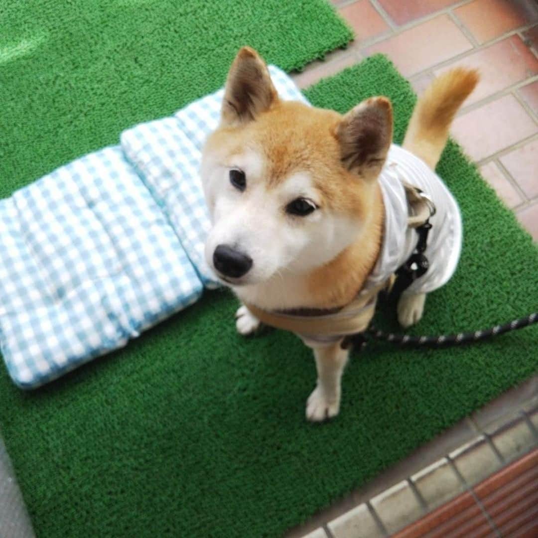 DogHuggyのインスタグラム：「日曜の犬種当てクイズ、写真の正解は「柴犬」でした🐾⠀ 日本の古語、というのがヒントになりましたね💡⠀ ⠀ 一説では「ちいさなもの」を表す古語「シバ」より「柴犬」と名付けたとされています🐶⠀ 他にも村名や、猟のお手伝い中の様子からきたなど、諸説あります。⠀ ⠀ どの由来も、古くから人と一緒に暮らしてきた様子が見えますね(*^^*)⠀ ⠀ ⠀ 柴犬がだいすき！な方もそうでない方もいいねをお願いします♪⠀ ⠀ ⠀ #shibaihu #shiba #shibaken #japanese_dog #shibastagram #shibalovers #instadog #dog #dogstagram #doglover #pet #instapet #柴犬 #しば #柴犬部 #日本犬 #中型犬 #いぬ #わんこ #犬のいる生活 #いぬすたぐらむ #犬バカ部 #いぬばか #いぬら部 #いぬ部 #いぬのいる生活 ⠀⠀⠀ #ドッグホスティング #ドッグホスト #doghuggy #ドッグハギー」