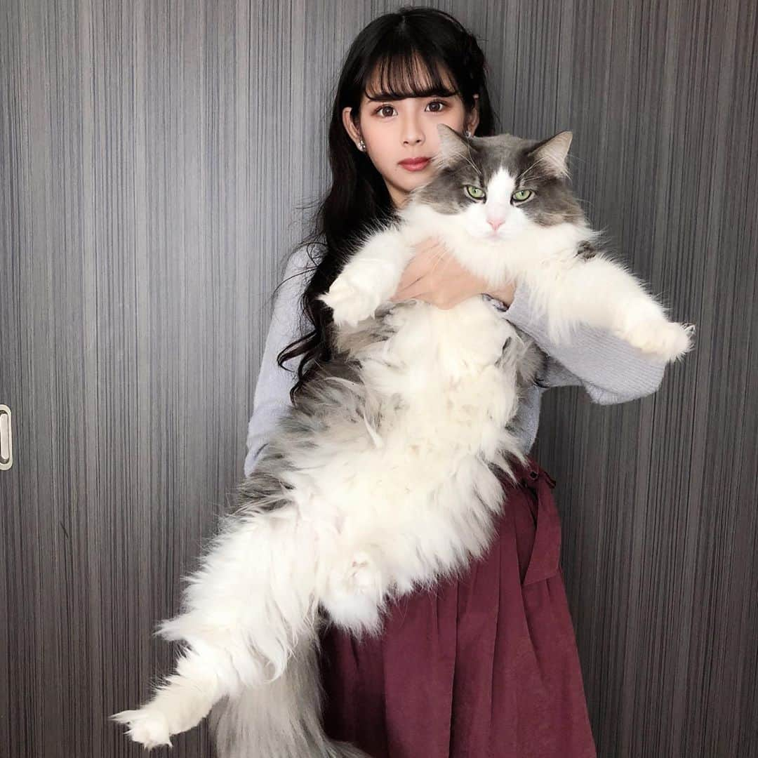 Sagiri Kitayamaさんのインスタグラム写真 - (Sagiri KitayamaInstagram)「前回と抱っこの仕方が違うだけですが😹👍 ひばりお姉ちゃん TikTok 始めたので、もし良かったら見てあげて下さい💕 user名:bibibibibiragnor (び) です(⋆ᵕᴗᵕ⋆).+* #イケニャン祭  #お姫様祭 #キャスバル #ノルウェージャンフォレストキャット #ノルウェージャン #norwegianforestcat #norwegian #ラグドール #ragdoll #neko #ねこ #ねこ部 #ネコ #猫 #猫部 #cat #catstagram #catlover #catsofinstagram #instacat #kitty #ふわもこ部 #むにゃげーず #耳毛部」11月12日 20時07分 - rererurerurela