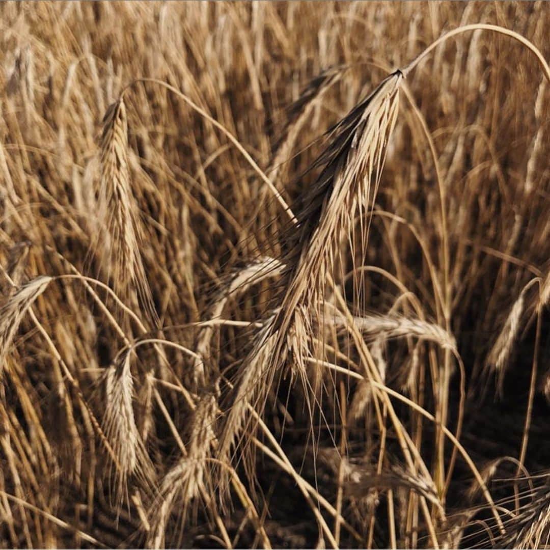 JUNNAのインスタグラム：「🌾🌾🌾 beautiful colors.  #only」