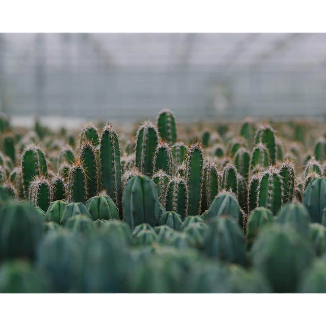 Eelco Roosさんのインスタグラム写真 - (Eelco RoosInstagram)「When i was in #Aalsmeer recently, we had the opportunity to visit a cactus greenhouse. Never expected to find such beautiful patterns. @visitaalsmeer #visitaalsmeer」11月12日 20時27分 - croyable