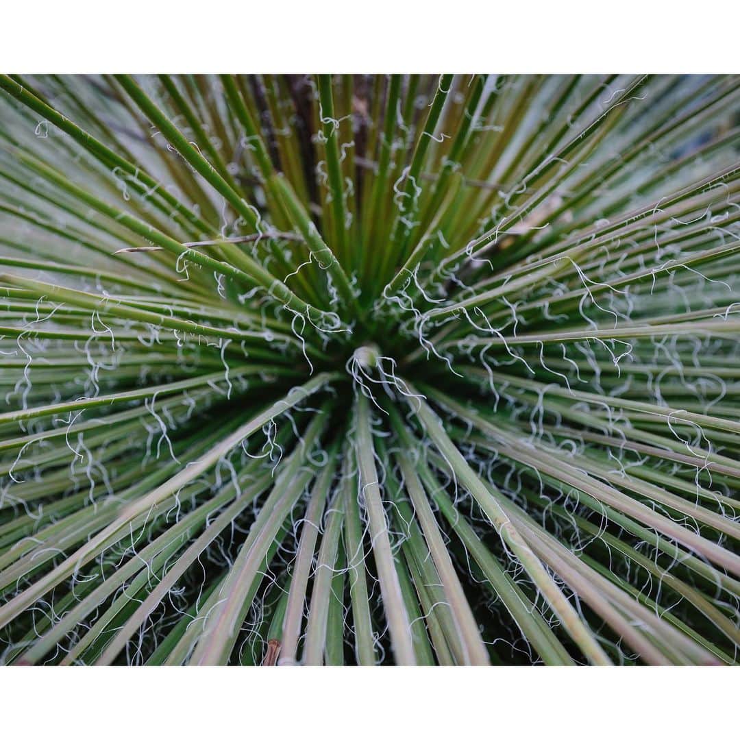 Eelco Roosさんのインスタグラム写真 - (Eelco RoosInstagram)「When i was in #Aalsmeer recently, we had the opportunity to visit a cactus greenhouse. Never expected to find such beautiful patterns. @visitaalsmeer #visitaalsmeer」11月12日 20時27分 - croyable