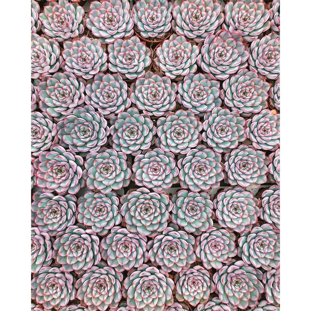 Eelco Roosさんのインスタグラム写真 - (Eelco RoosInstagram)「When i was in #Aalsmeer recently, we had the opportunity to visit a cactus greenhouse. Never expected to find such beautiful patterns. @visitaalsmeer #visitaalsmeer」11月12日 20時27分 - croyable