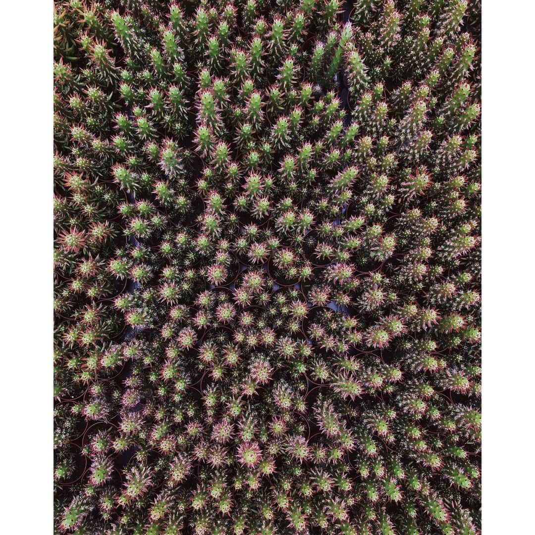 Eelco Roosのインスタグラム：「When i was in #Aalsmeer recently, we had the opportunity to visit a cactus greenhouse. Never expected to find such beautiful patterns. @visitaalsmeer #visitaalsmeer」
