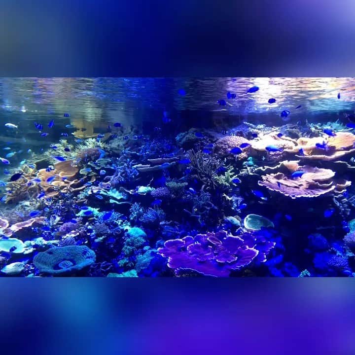 Mameのインスタグラム：「🐠名古屋港水族館」