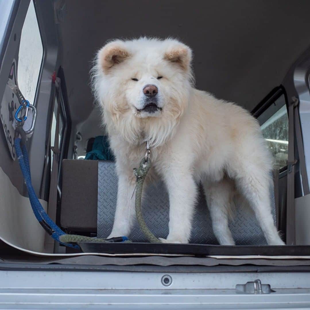 のインスタグラム：「I will go home! gooo hooooome!! 帰宅時は テンションあがる やる気でる  #busakawa #longhair #longcoat #akitainu #dog #wasao #ぶさかわ #長毛 #秋田犬 #わさお」