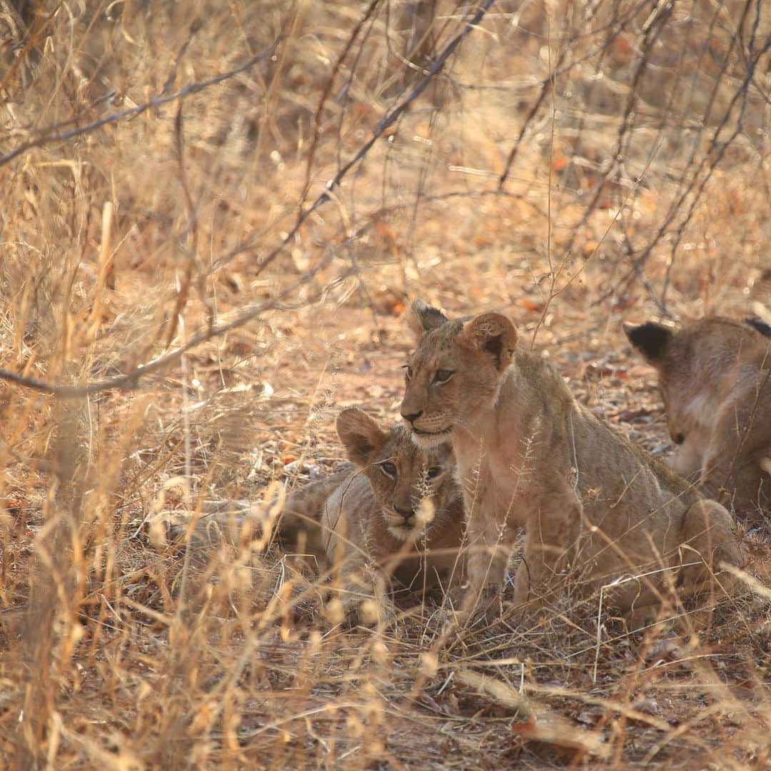 のインスタグラム：「ライオンの子供。 可愛い😍  #ネイチャー金子#nature#lion  #tanzania #outdoor#outdoorlife  #savanna #世界の果てまでイッテq #イッテq #動物#animal」