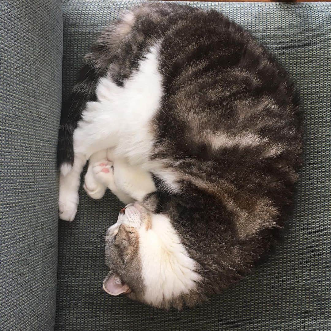 ミツバ&フックのインスタグラム：「食べて、寝て、水飲んで、寝て #ilovecat #猫になりたい」