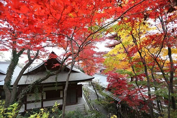 レッツエンジョイ東京さんのインスタグラム写真 - (レッツエンジョイ東京Instagram)「. ✩★------------------﻿ まもなく見ごろ！﻿ 秋の紅葉スポット3選﻿ ------------------✩★﻿ ﻿ ﻿ 📷大田黒公園（荻窪）﻿ 毎年約6万人が訪れる紅葉の名所「大田黒公園」。回遊式日本庭園なので、散策しながら景色を堪能できます🐈💨﻿ ﻿ 📷六義園（駒込／千石）﻿ 山や池が配された園内の随所で紅葉が楽しめます。「紅葉と大名庭園のライトアップ」期間中は開園時間を21時まで延長🌝﻿ ﻿ 📷高幡不動尊金剛寺（高幡不動）﻿ オレンジや朱赤に色づいた1300本以上のイロハモミジやオオモミジが境内を彩ります🍁﻿ ﻿ 秋ならではの美しい光景を堪能しに、おでかけしてみては？﻿ ﻿ 詳細はアカウントトップから﻿ 👉@lets_enjoytokyo﻿ ﻿ ﻿ #レッツエンジョイ東京 #おでかけ﻿ #紅葉 #紅葉ライトアップ ﻿ #イチョウ #いちょう #もみじ﻿ #風景写真 #紅葉デート﻿ #秋の風景 #紅葉ライトアップ﻿ #秋が好き #秋が来た﻿ #おでかけスポット #デートスポット﻿ #デート #のんびりデート #休日の過ごし方 ﻿ #お散歩 #おさんぽ #さんぽ﻿ #大田黒公園 #大田黒公園紅葉ライトアップ﻿ #六義園 #六義園ライトアップ #高幡不動﻿ #高幡不動尊金剛寺 #荻窪 #駒込 #千石」11月12日 14時19分 - lets_enjoytokyo