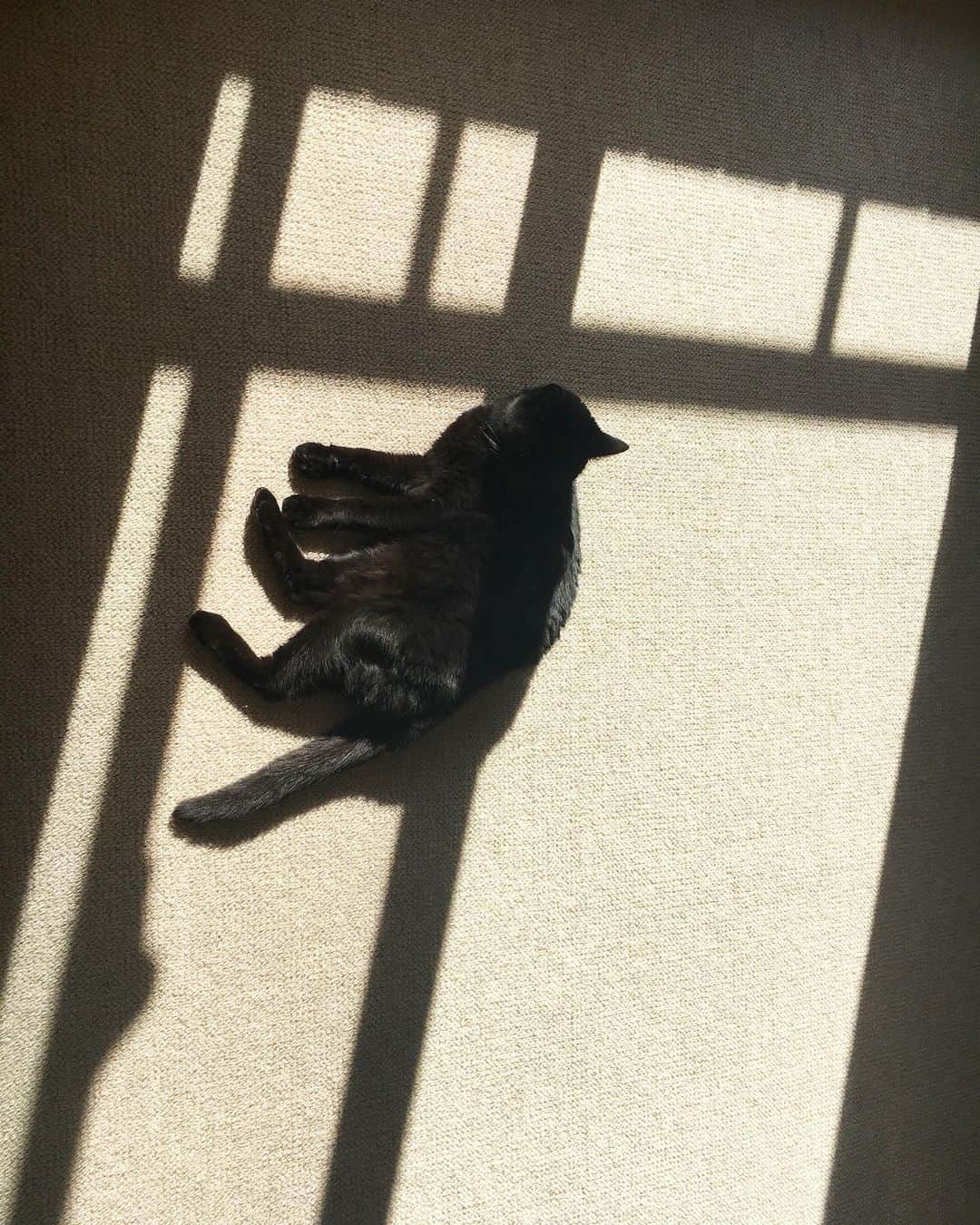 のインスタグラム：「日向ぼっこする、我が家の黒猫。 #黒猫」
